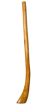 Gloss Finish Flared Didgeridoo (TW1207)